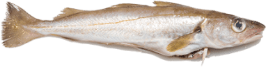viskunde_img